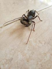 Mastigoproctus formidabilis