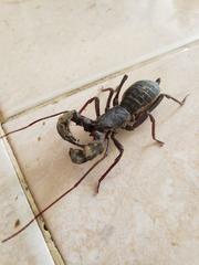 Mastigoproctus formidabilis