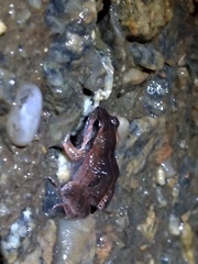 Physalaemus cuvieri