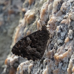 Hipparchia aristaeus