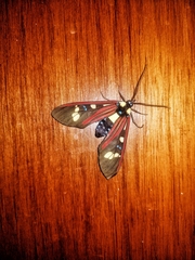Histioea