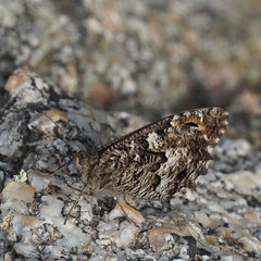 Hipparchia aristaeus