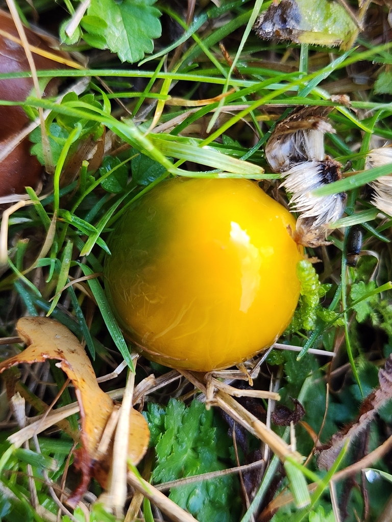 Gliophorus psittacinus · December 2025 · photo: © dave_r_clark (iNaturalist, cc-by)