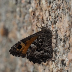 Hipparchia aristaeus