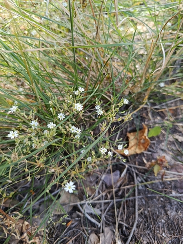 Canyon Drymary (Drymaria leptophylla)