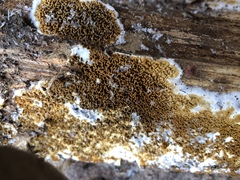 Serpulaceae