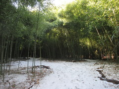Phyllostachys nuda