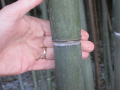 Phyllostachys nuda