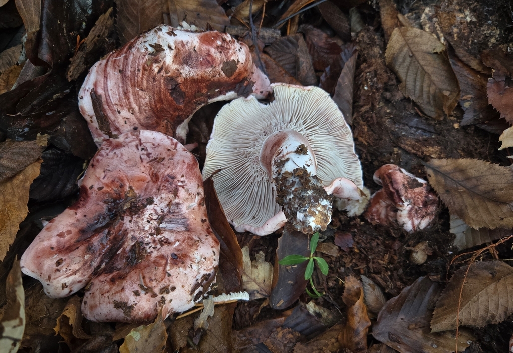 Hygrophorus russula · December 2025 · photo: © benfungi (iNaturalist, cc-by)