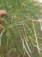 Acacia viscidula
