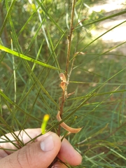 Acacia viscidula