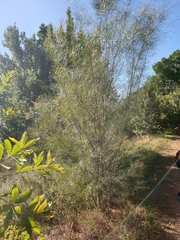Acacia viscidula