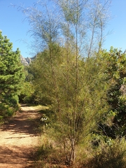 Acacia viscidula