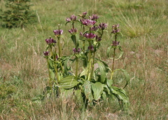 Gentiana pannonica