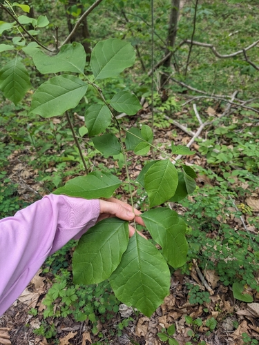 Biltmore Ash (Fraxinus biltmoreana)