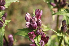 Gentiana pannonica