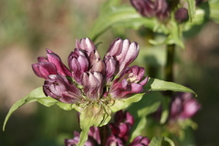 Gentiana pannonica