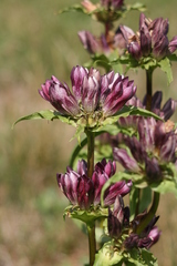 Gentiana pannonica