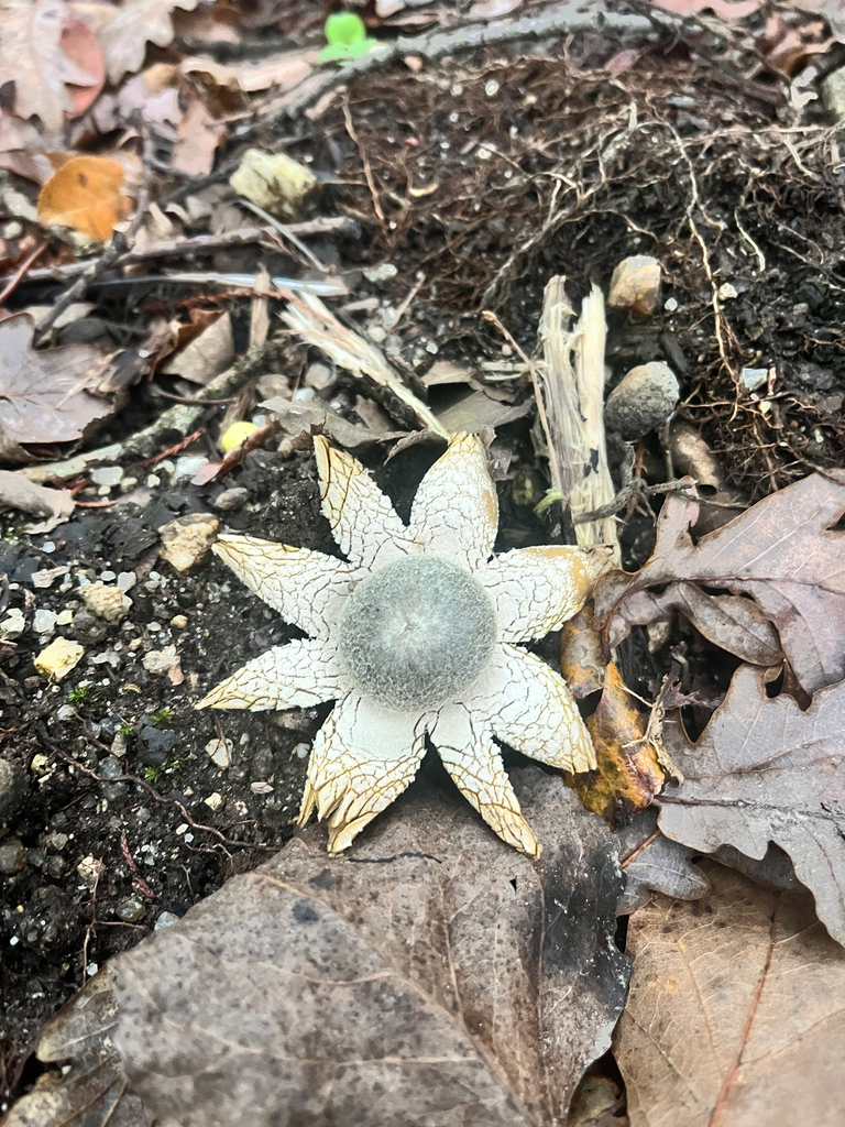 Astraeus hygrometricus · December 2025 · photo: © daniel_castanhal (iNaturalist, cc-by)