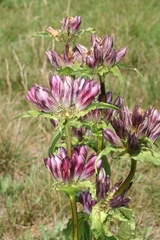 Gentiana pannonica