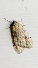 Paleacrita merriccata