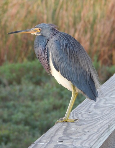 Garceta tricolor (Egretta tricolor)