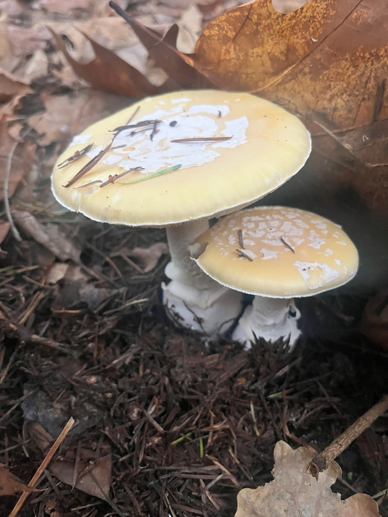 Amanita junquillea · December 2025 · photo: © daniel_castanhal (iNaturalist, cc-by)