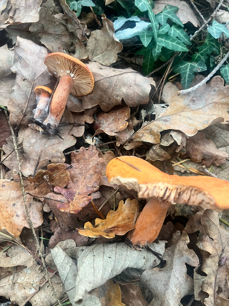 Lactarius aurantiacus · December 2025 · photo: © daniel_castanhal (iNaturalist, cc-by)