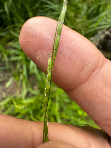 Glyceria leptostachya, 2025-07-01