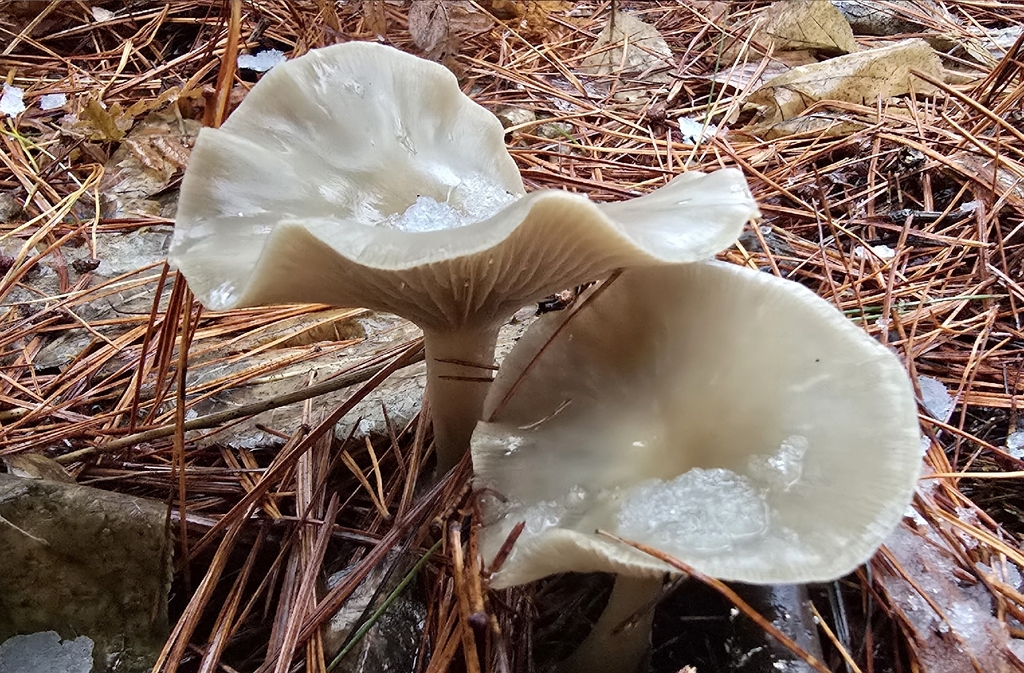 Clitocybe sp. 'CA01' · December 2025 · photo: © leannestacy (iNaturalist, cc0)
