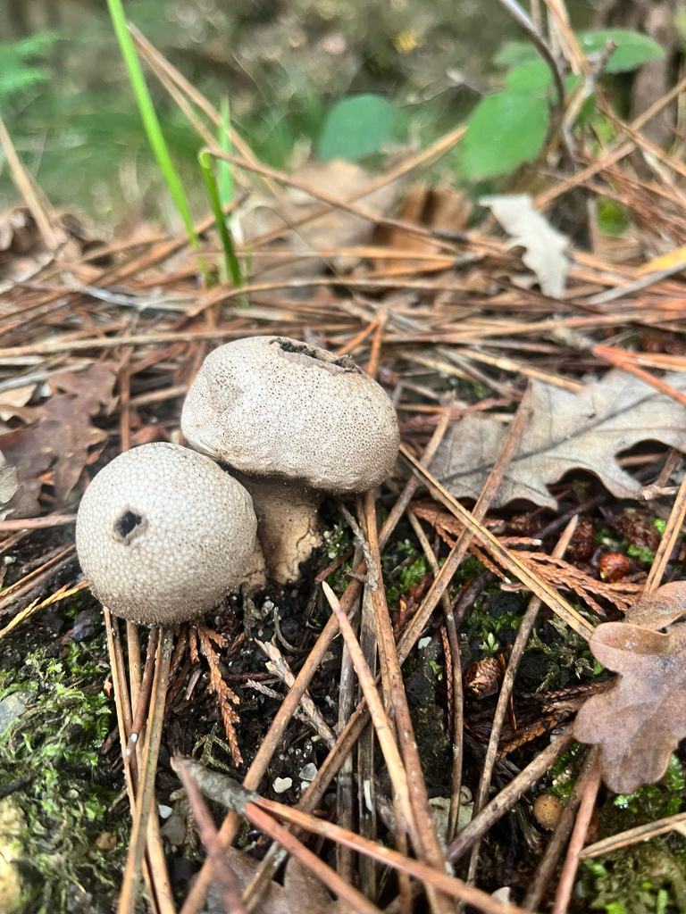 Lycoperdon perlatum · December 2025 · photo: © daniel_castanhal (iNaturalist, cc-by)