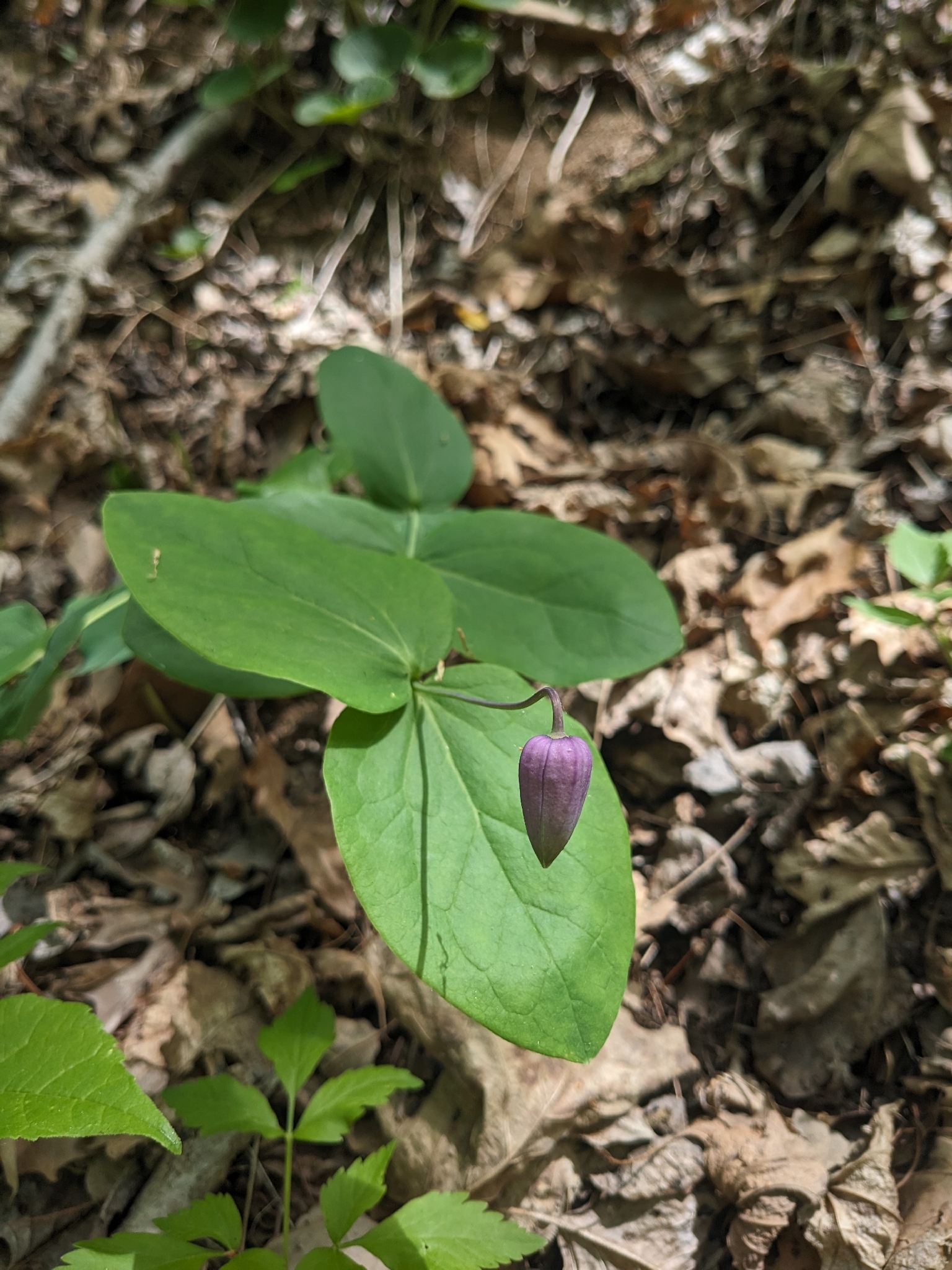 Addison's Leatherflower (Clematis addisonii)