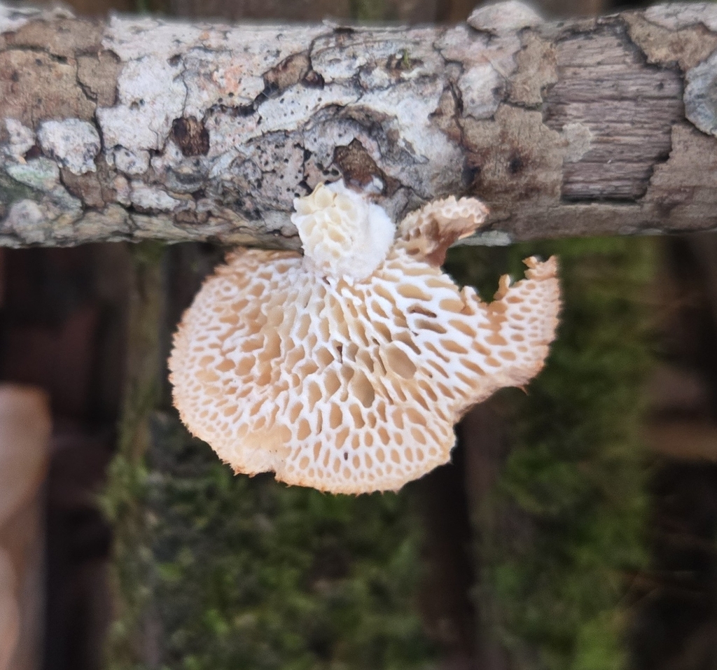 Neofavolus alveolaris · December 2025 · photo: © benfungi (iNaturalist, cc-by)