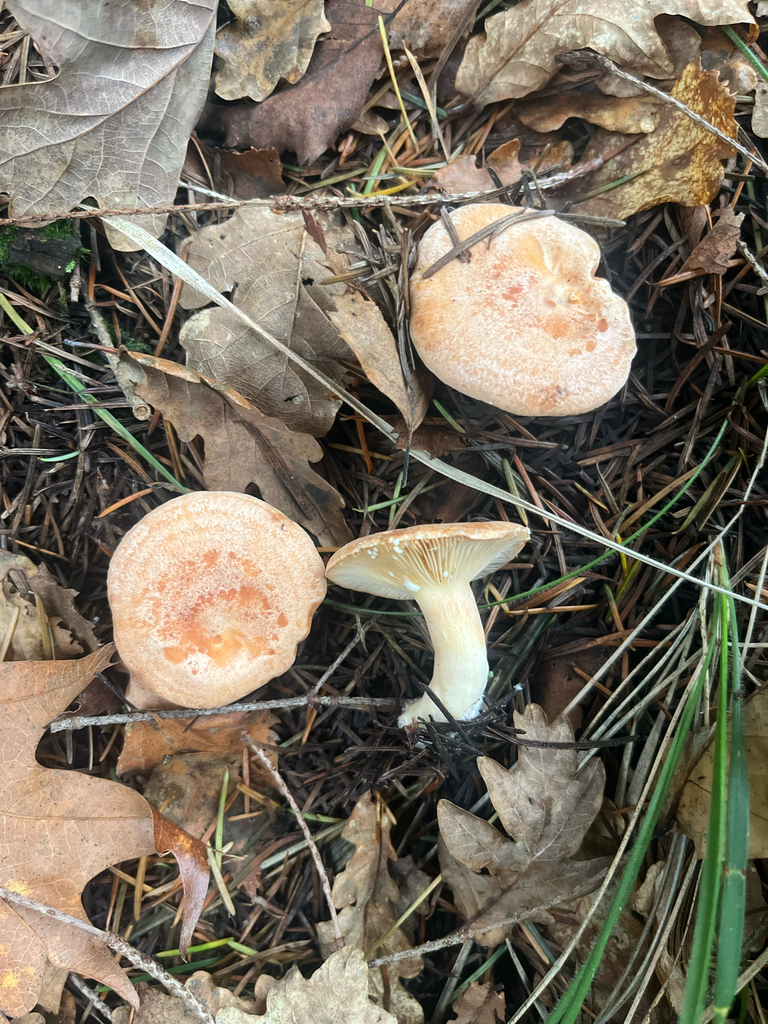 Lactarius chrysorrheus · December 2025 · photo: © daniel_castanhal (iNaturalist, cc-by)
