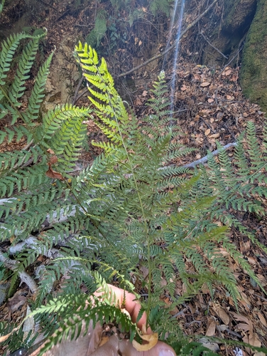 Dryopteris pallida, photograph 4
