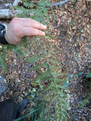 Dryopteris pallida, photograph (c) Marios Thoma, some rights reserved (CC BY)