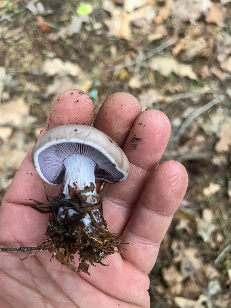 Collybia nuda · December 2025 · photo: © daniel_castanhal (iNaturalist, cc-by)