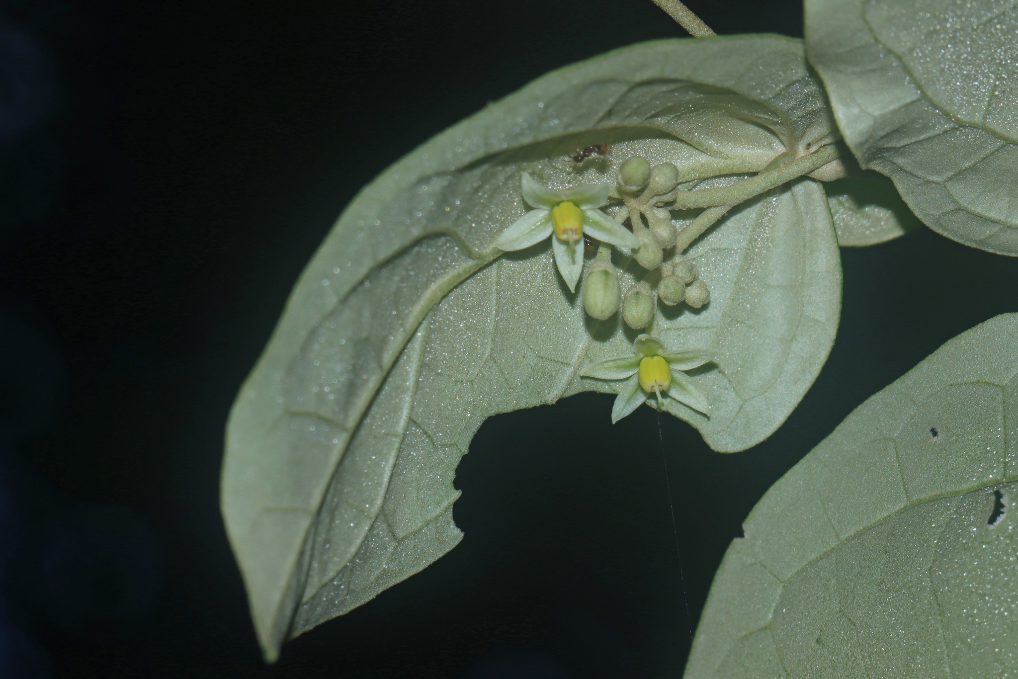 Imagem de Solanum schlechtendalianum