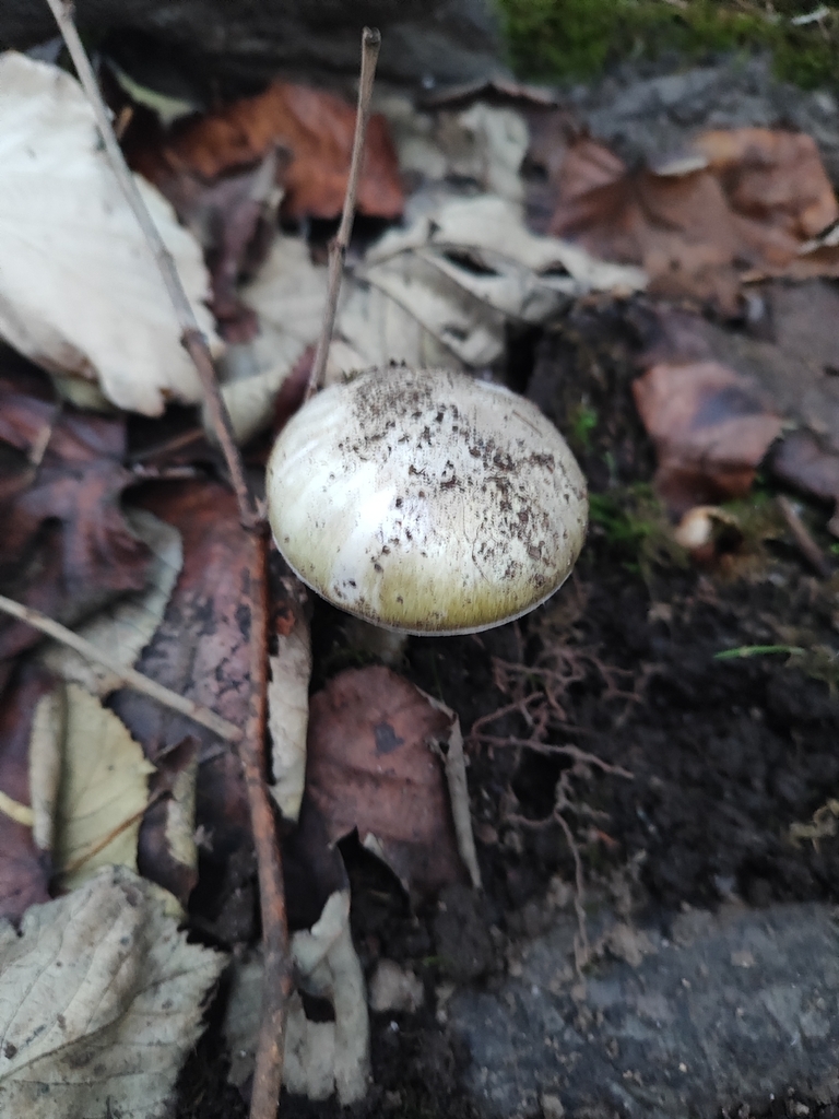 Amanita phalloides · December 2025 · photo: © joaolemoslima (iNaturalist, cc-by)