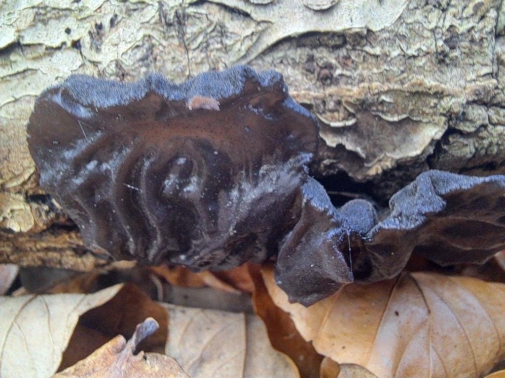 Exidia truncata · December 2025 · photo: © marisnocatpiss (iNaturalist, cc-by)