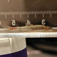 Homaloptera Minnow photo 3
