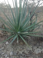 Agave tequilana
