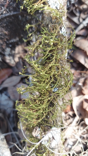 Cryphaea glomerata, 2025-12-11