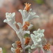Helichrysum tinctum - Photo 由 Nicola van Berkel 所上傳的 (c) Nicola van Berkel，保留部份權利CC BY-SA