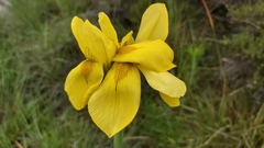 Moraea muddii
