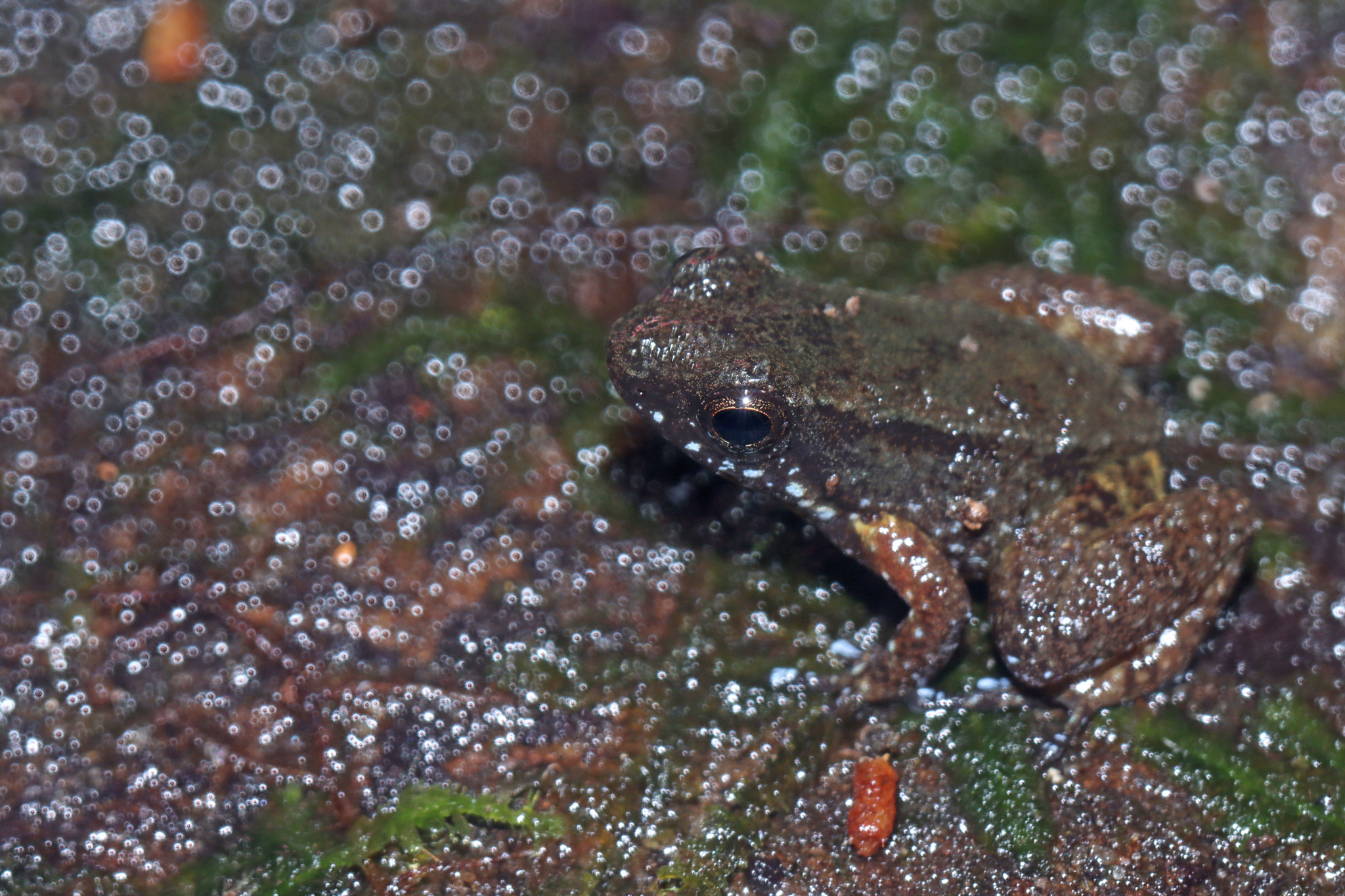 Anomaloglossus surinamensis Ouboter & Jairam, 2012