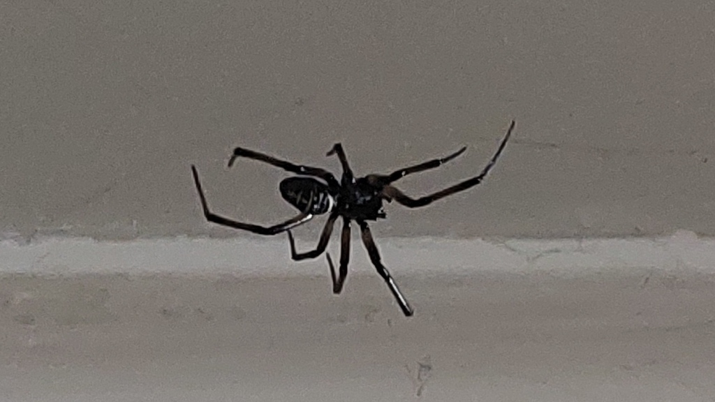 Steatoda speciosa