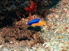 Pomacentrus auriventris