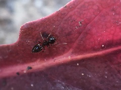 Crematogaster sordidula