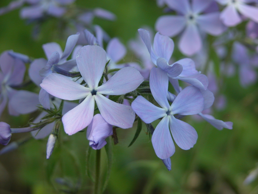 Wild Blue Phlox (Wildflowers of the Preserve at Shaker Village ...